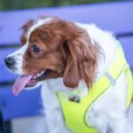 Adorable Cavalier King Charles Spaniel puppy with a yellow harness sitting on a bench outdoors.