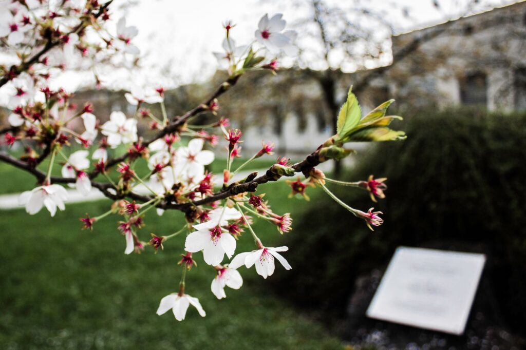 Delicate cherry blossoms blooming on a branch in springtime, outdoors in Slovenia.