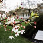 Delicate cherry blossoms blooming on a branch in springtime, outdoors in Slovenia.