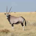 A majestic oryx stands in the vast grasslands of Namibia's wilderness.