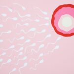 Artistic representation of sperm cells swimming towards an egg on a pink background, illustrating fertilization.