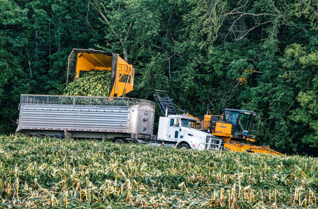 A white semi truck receiving a corn load from Oxbo machinery in a Minnesota field.