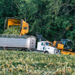 A white semi truck receiving a corn load from Oxbo machinery in a Minnesota field.