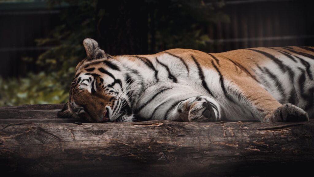Beautiful Bengal tiger resting peacefully on a log in a serene outdoor setting.