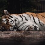 Beautiful Bengal tiger resting peacefully on a log in a serene outdoor setting.