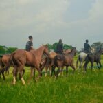 Group of horseback riders and horses moving across a vibrant green pasture.