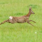 A majestic roe deer (Capreolus capreolus) gracefully leaps through a lush green meadow.