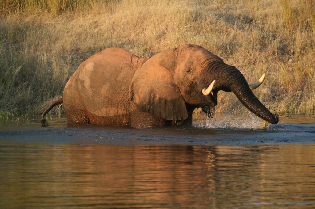 Majestic African elephant crossing a river in Zimbabwe's Mashonaland West Province.