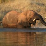 Majestic African elephant crossing a river in Zimbabwe's Mashonaland West Province.