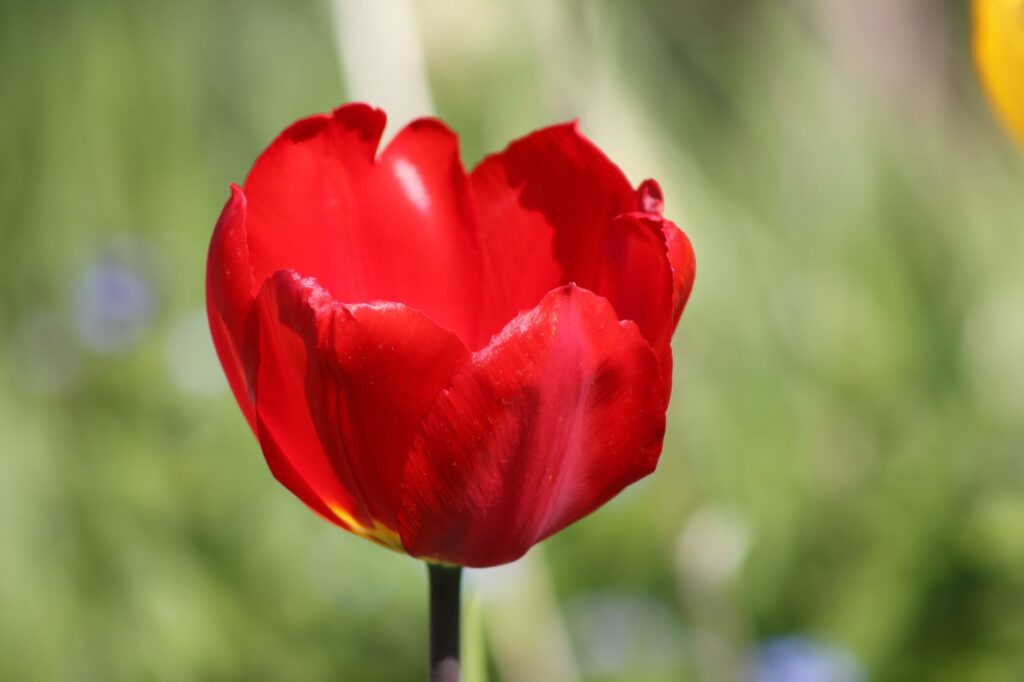 Close-up of a vibrant red tulip blossoming in a lush Toronto garden, capturing the essence of spring.