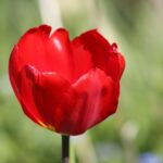 Close-up of a vibrant red tulip blossoming in a lush Toronto garden, capturing the essence of spring.