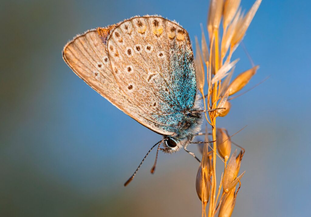 Detailed shot of Geranium Argus butterfly perched on golden grass against a clear blue sky.