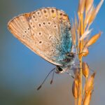 Detailed shot of Geranium Argus butterfly perched on golden grass against a clear blue sky.