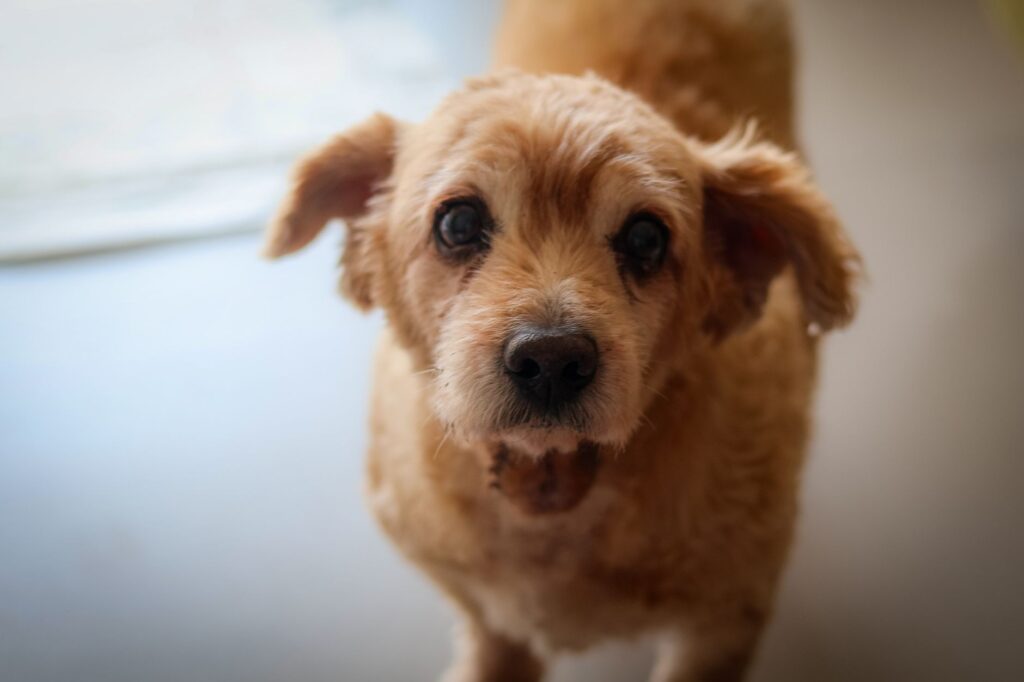 Charming close-up of a small fluffy dog looking curiously at the camera, indoors.