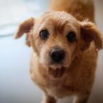 Charming close-up of a small fluffy dog looking curiously at the camera, indoors.
