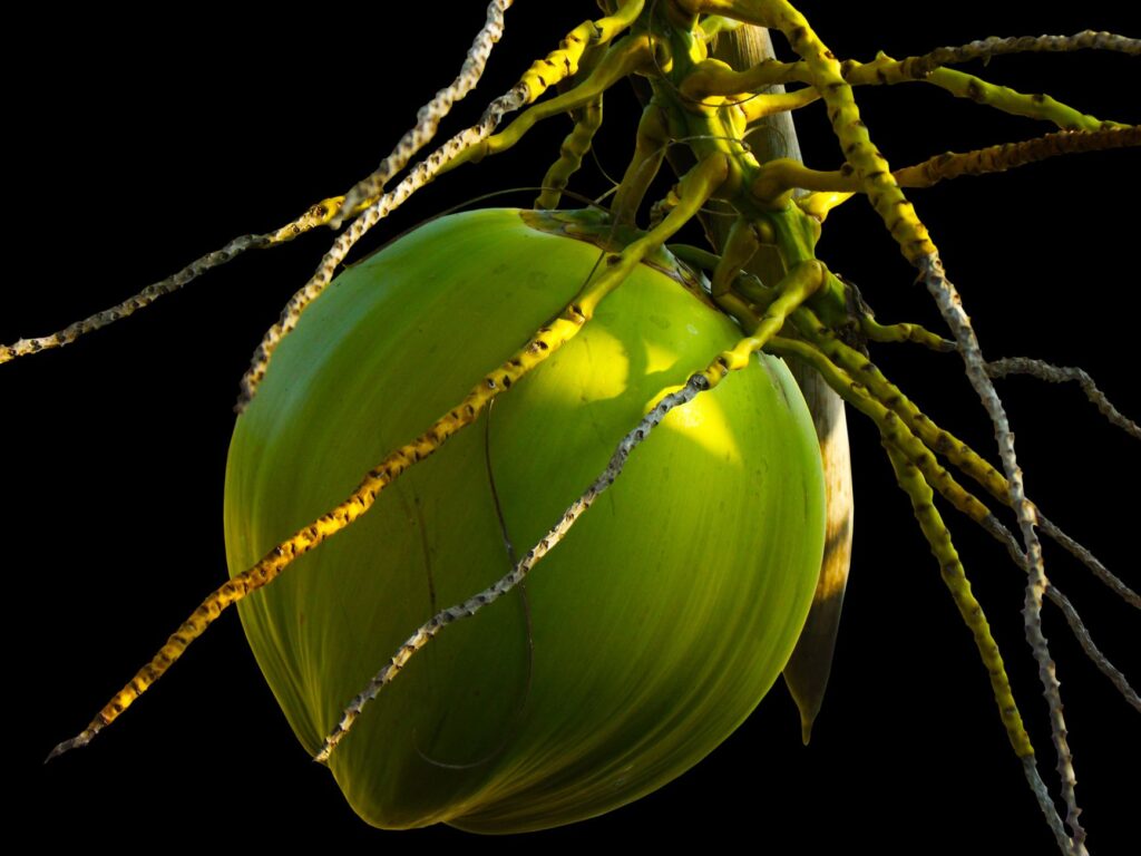 Detailed shot of a green coconut hanging from a palm tree against a black background.
