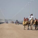 Exciting camel race on a sandy track in Dubai, showcasing Arabian culture and tradition.