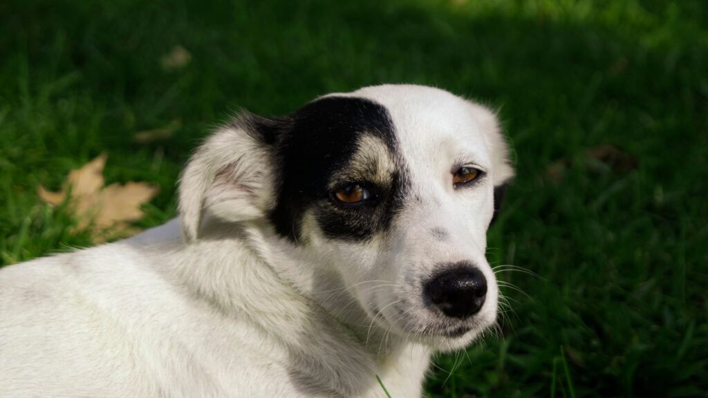 Charming portrait of a black and white dog lying on green grass outdoors.