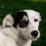 Charming portrait of a black and white dog lying on green grass outdoors.