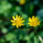 Close-up of two vibrant yellow celandine flowers against a green blurred background.