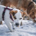 Two dogs in colorful harnesses enjoy a snowy day outside, showcasing seasonal playfulness.