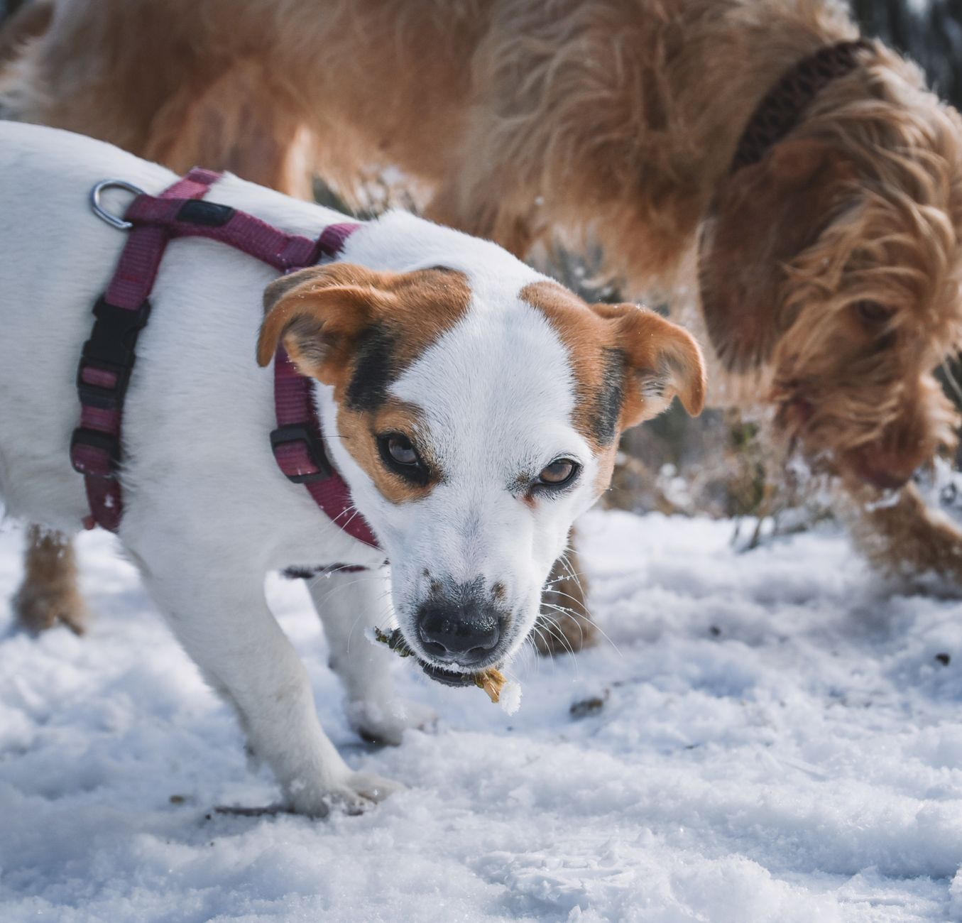 Two dogs in colorful harnesses enjoy a snowy day outside, showcasing seasonal playfulness.