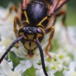 Detailed macro shot of a Median wasp on white flowers, showcasing its features.