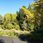 Serene view of lush greenery in Hobart's Royal Tasmanian Botanical Gardens on a sunny day.