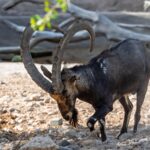 Wild Markhor goat showcasing impressive horns in a rocky environment.