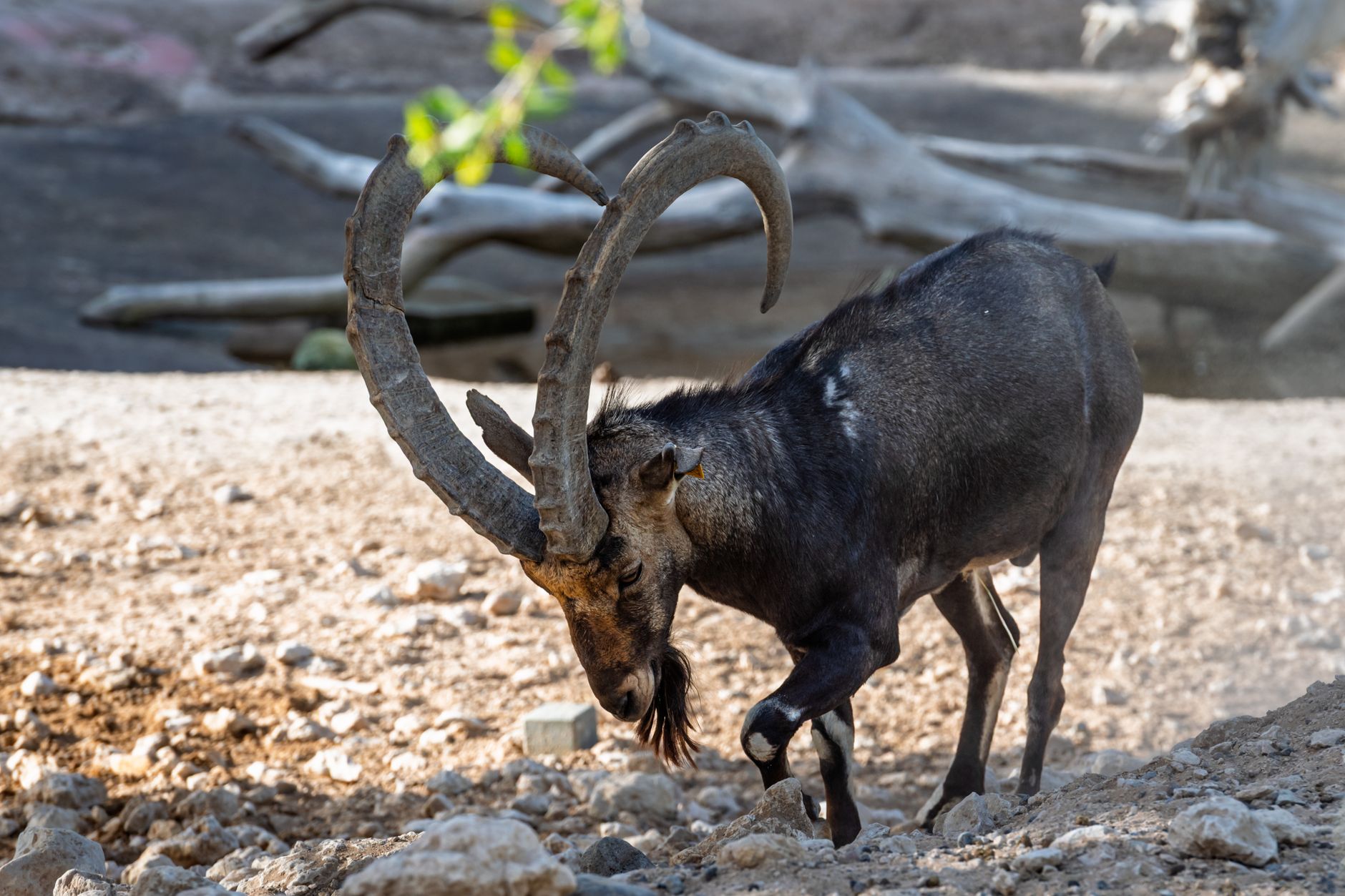 Wild Markhor goat showcasing impressive horns in a rocky environment.