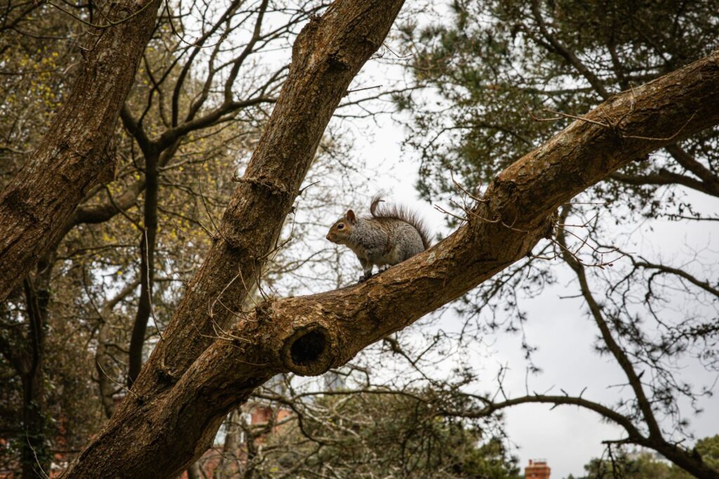 A lone grey squirrel perches on a tree branch in a park in Bournemouth, England.