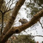 A lone grey squirrel perches on a tree branch in a park in Bournemouth, England.