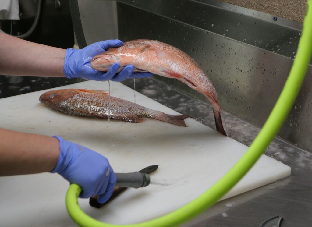 A close-up view of a person cleaning fresh snapper fish at a sink in Inglis, Florida.