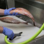 A close-up view of a person cleaning fresh snapper fish at a sink in Inglis, Florida.