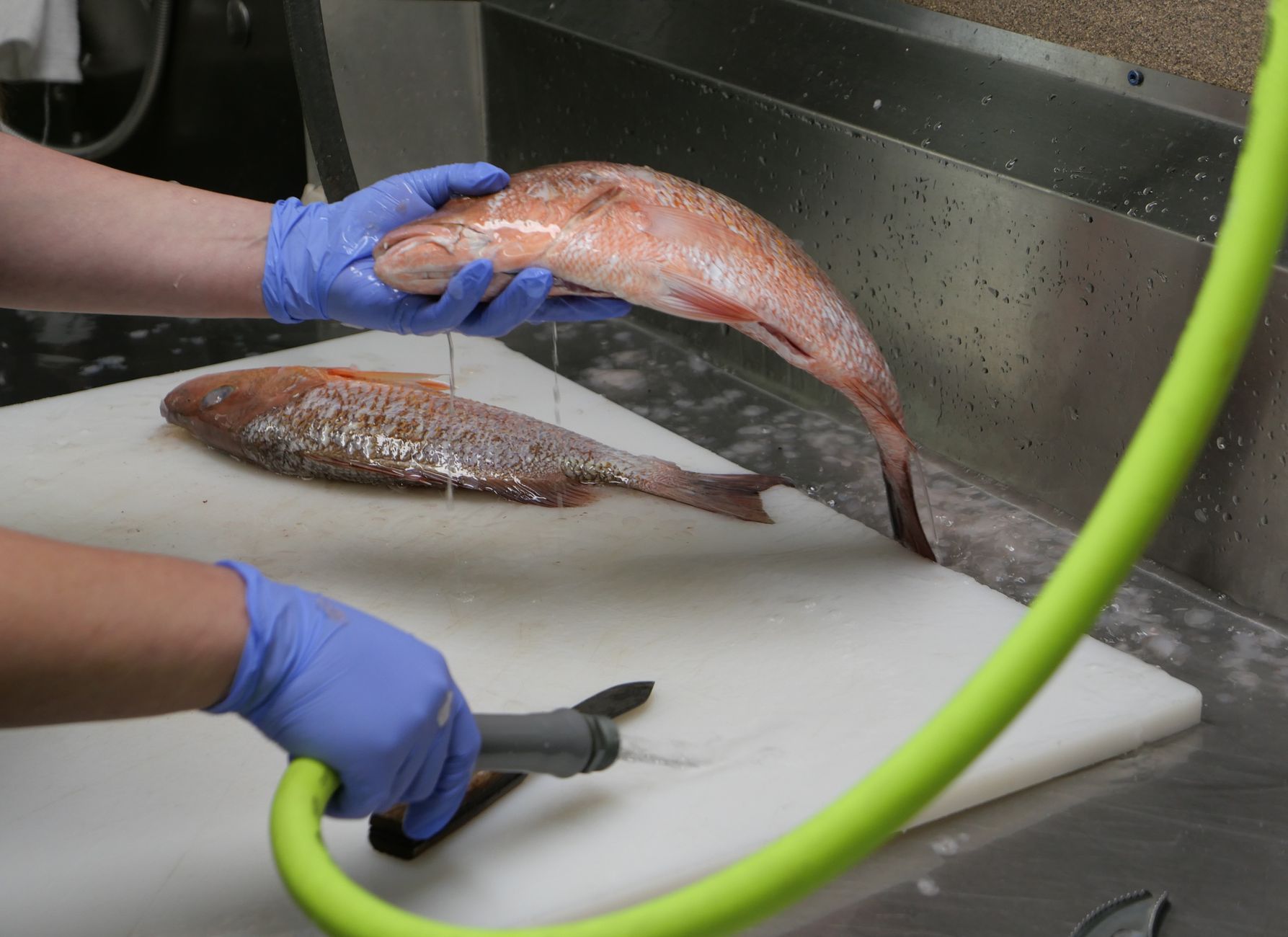 A close-up view of a person cleaning fresh snapper fish at a sink in Inglis, Florida.