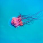 A solitary jellyfish gliding gracefully through the turquoise ocean waters.
