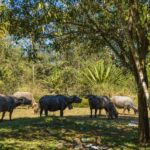 A serene rural scene featuring carabaos grazing in a lush, tree-filled area.