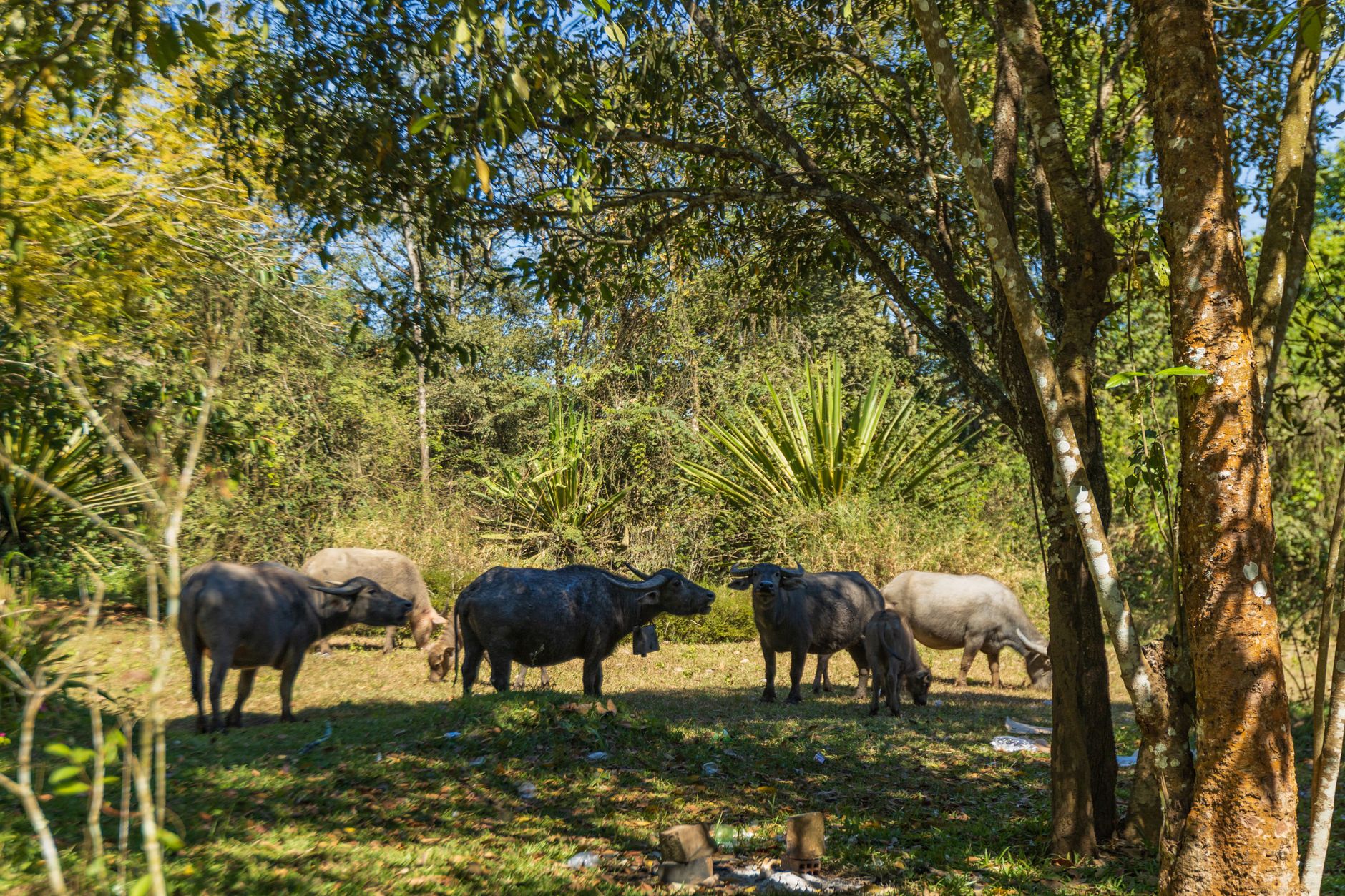 A serene rural scene featuring carabaos grazing in a lush, tree-filled area.