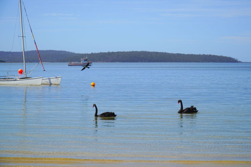 Peaceful scene with black swans and sailboat in St Helens, Tasmania.