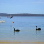 Peaceful scene with black swans and sailboat in St Helens, Tasmania.