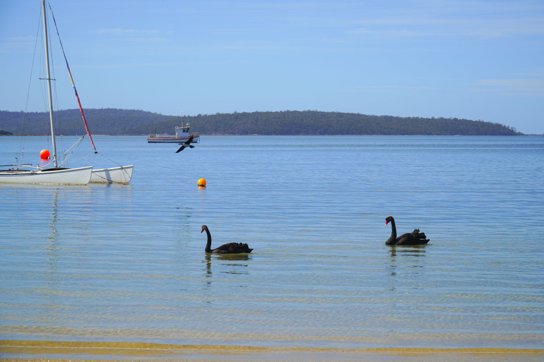 Peaceful scene with black swans and sailboat in St Helens, Tasmania.