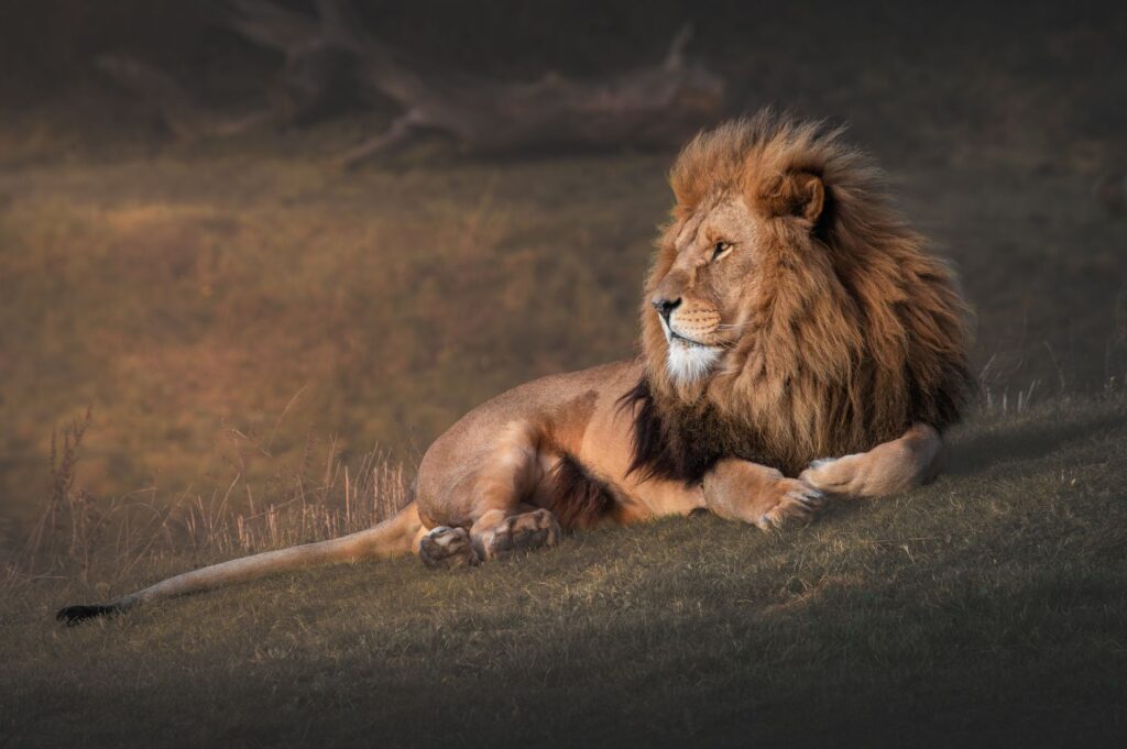 A powerful lion peacefully resting on a grassy hill in England, showcasing its majestic mane.