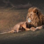 A powerful lion peacefully resting on a grassy hill in England, showcasing its majestic mane.
