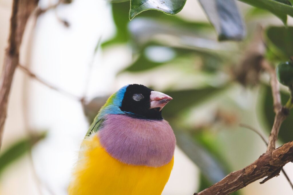 Close-up of a colorful Gouldian Finch perched on a branch with green leaves in the background.