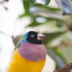 Close-up of a colorful Gouldian Finch perched on a branch with green leaves in the background.
