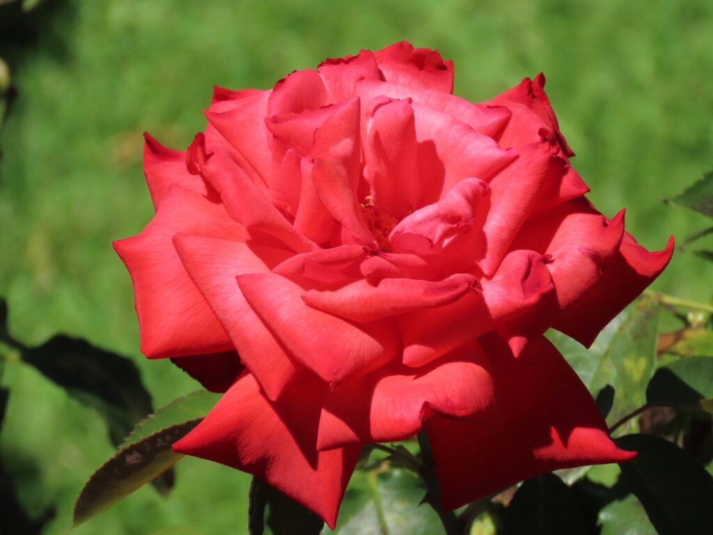 Close-up of a vibrant red rose in full bloom in a Sydney garden, highlighted by natural sunlight.