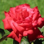 Close-up of a vibrant red rose in full bloom in a Sydney garden, highlighted by natural sunlight.