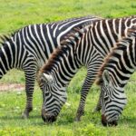 Three zebras grazing on lush green grass in the African savannah under daylight.