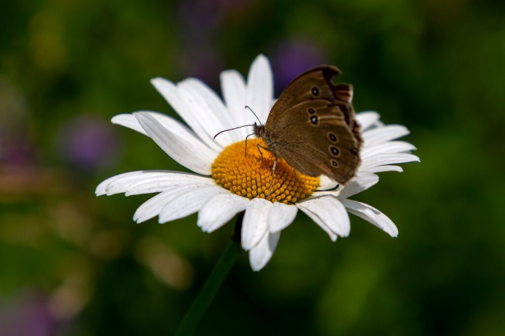 Macro photo of a butterfly perched on a white daisy in a natural setting.
