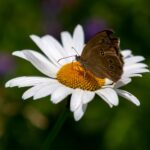 Macro photo of a butterfly perched on a white daisy in a natural setting.